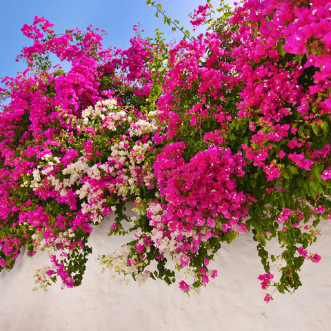 Barbara Karst Bougainvillea Vine