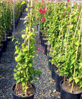 Barbara Karst Bougainvillea Vine