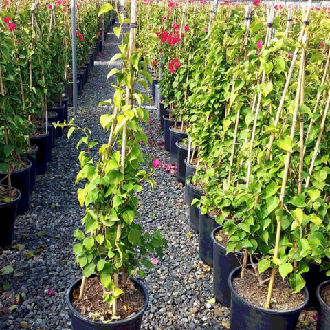 Barbara Karst Bougainvillea Vine