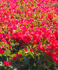 Barbara Karst Bougainvillea Shrub