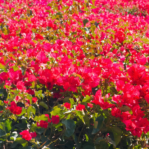 Barbara Karst Bougainvillea Shrub