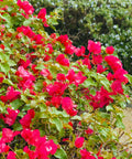Barbara Karst Bougainvillea Shrub