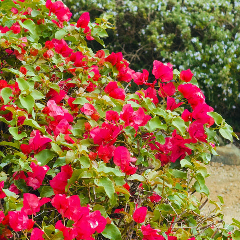 Barbara Karst Bougainvillea Shrub