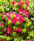 Barbara Karst Bougainvillea Shrub
