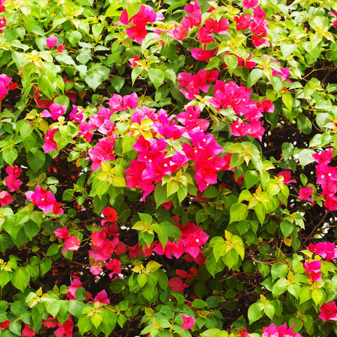 Barbara Karst Bougainvillea Shrub