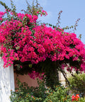 Barbara Karst Bougainvillea Vine