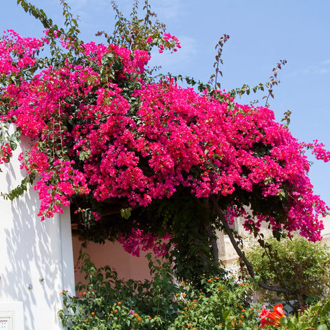 Barbara Karst Bougainvillea Vine