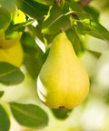 Bartlett Pear Tree