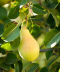 Bartlett Pear Tree