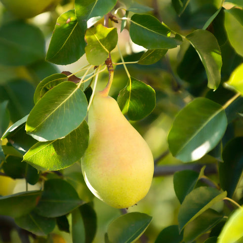 Bartlett Pear Tree