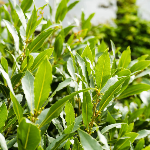 Bay Laurel Shrub
