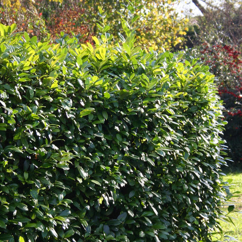 Bay Laurel Shrub