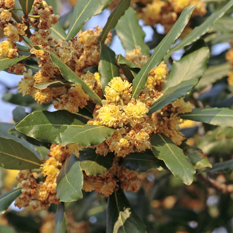 Bay Laurel Shrub