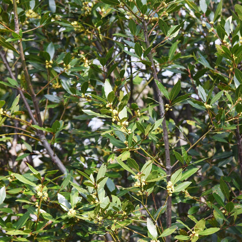 Bay Laurel Shrub