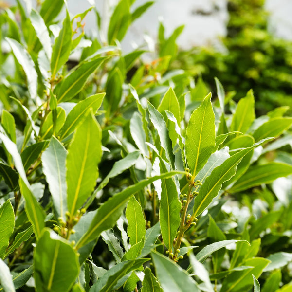Bay Laurel Shrub