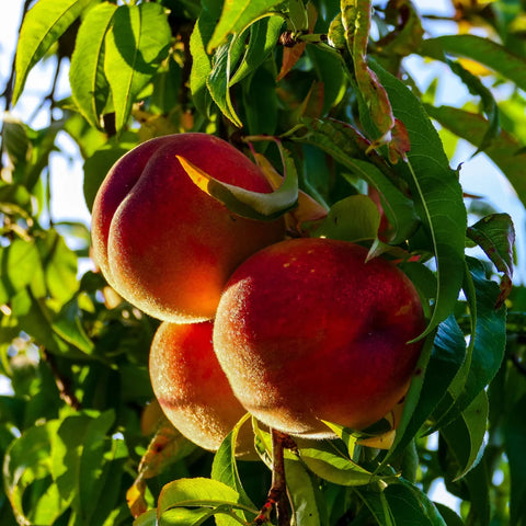 Belle of Georgia Peach Tree