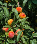 Belle of Georgia Peach Tree