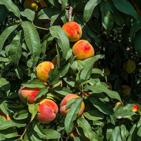 Belle of Georgia Peach Tree