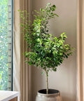 Benjamina Ficus