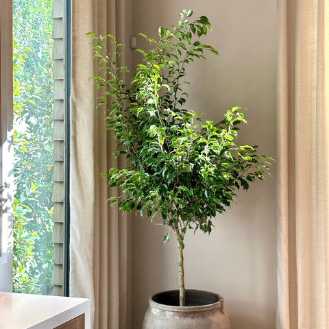 Benjamina Ficus