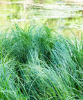 Berkeley Sedge Grass