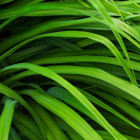 Berkeley Sedge Grass