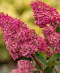 Berry White® Hydrangea