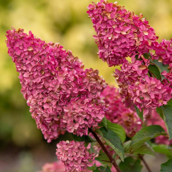 Berry White® Hydrangea