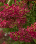 Berry White® Hydrangea