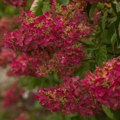 Berry White® Hydrangea