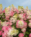 Berry White® Hydrangea