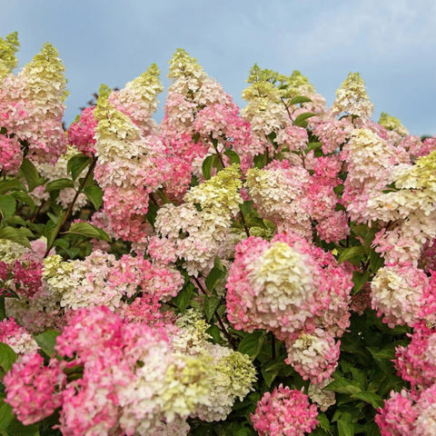 Berry White® Hydrangea