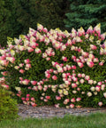 Berry White® Hydrangea