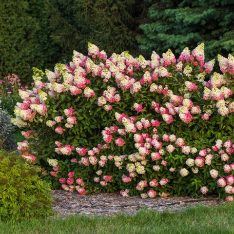 Berry White® Hydrangea