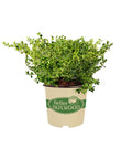 Better Boxwood® Babylon Beauty™ Shrub