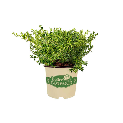 Better Boxwood® Babylon Beauty™ Shrub