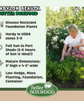 Better Boxwood® Babylon Beauty™ Shrub