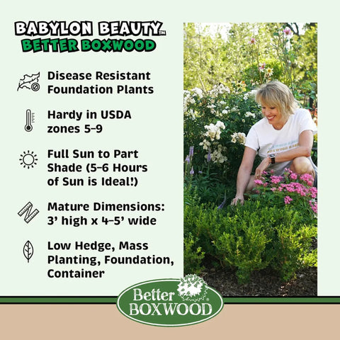 Better Boxwood® Babylon Beauty™ Shrub