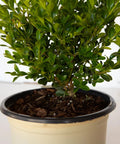 Better Boxwood® Babylon Beauty™ Shrub