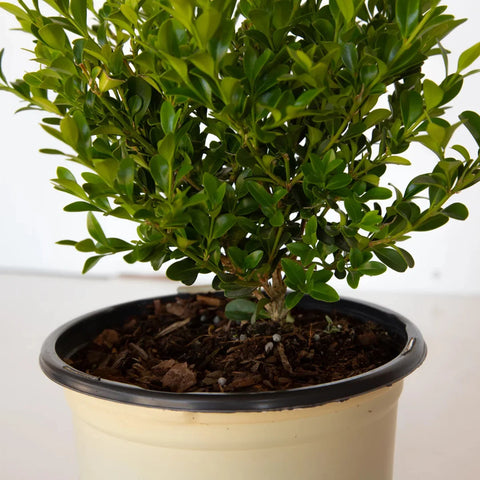 Better Boxwood® Babylon Beauty™ Shrub