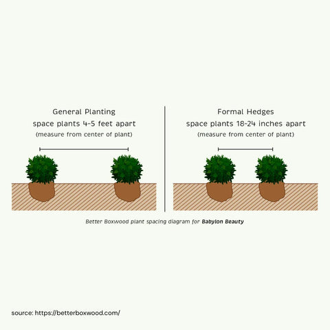 Better Boxwood® Babylon Beauty™ Shrub