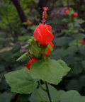 Big Momma Turks Cap