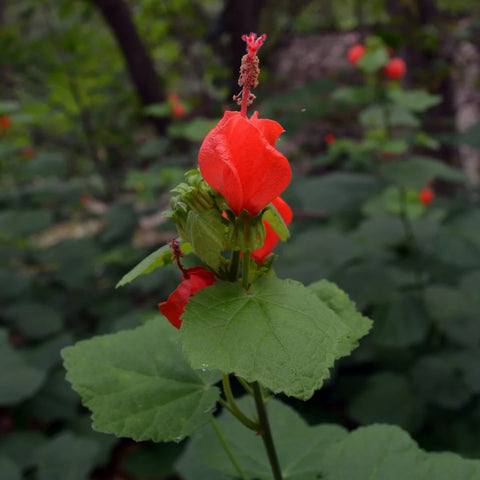 Big Momma Turks Cap