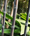 Black Bamboo