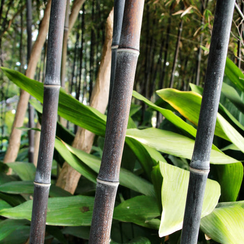 Black Bamboo