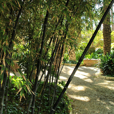 Black Bamboo