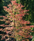 Black Gum Tree