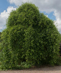 Black Gum Tree