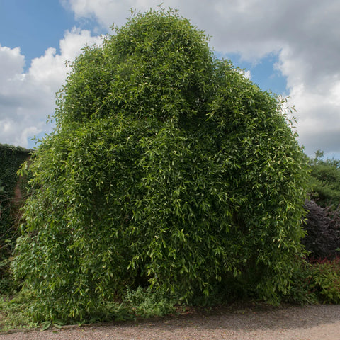 Black Gum Tree