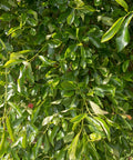 Black Gum Tree